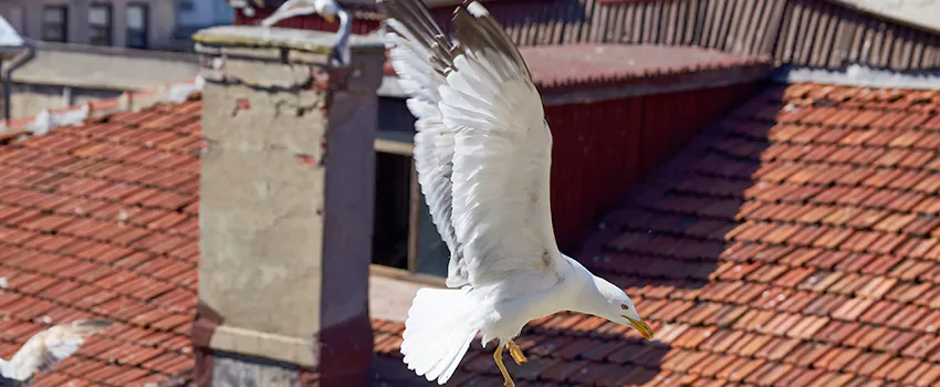 Residential Chimney Animal Removal Solution in Bessemer, AL